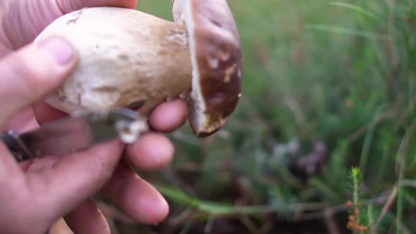 Man Cleaning Boletus Edulis. Man Cleaning Foraged Boletus Edulis Mushrooms with Knife.