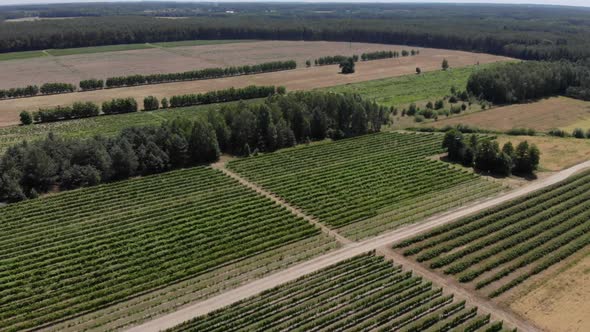 Aerial View Above of Grapes Fields