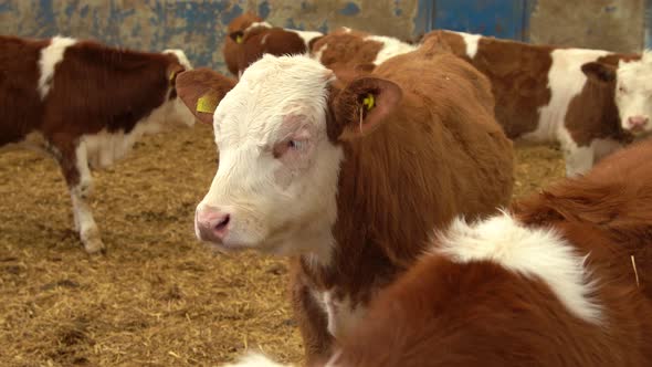 Healthy simmental calf.