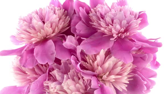 Beautiful Pink Peony Bouquet Open on Pink Background