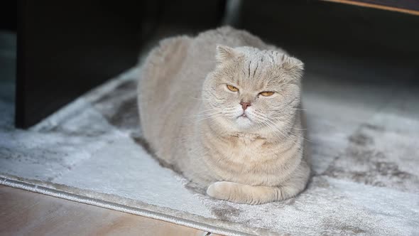 Cute Curious Scottish Fold Cat Relaxing at Home on the Fluffy Carpet Closeup Portrait