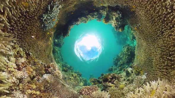 Coral Reef and Tropical Fish Underwater. Bohol, Panglao, Philippines.