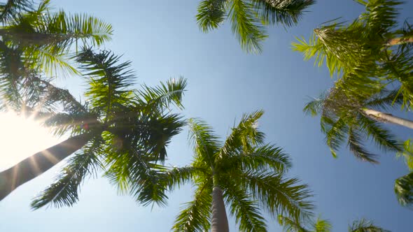 Palm Trees Against a Summer Sky Wide Shot Camera Looking up at Green Palm Trees