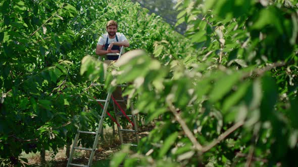 Agronomist Posing on Plantation Collecting Rustic Berry Fruits From Trees