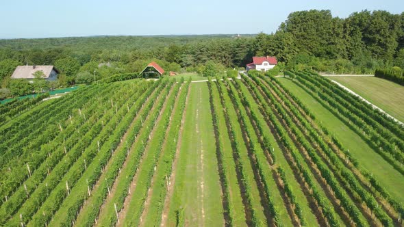 Aerial over symmetrical wine yard, rows of vines in the picturesque landscape of the vineyard.
