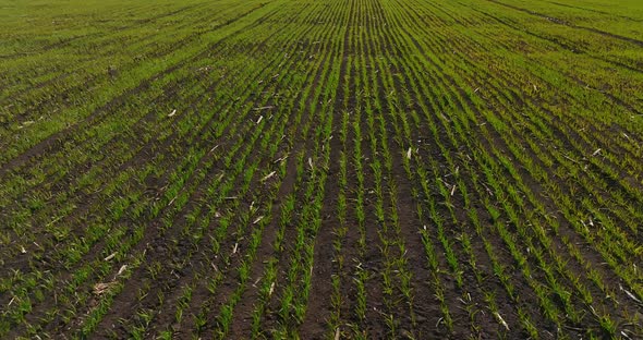 Wheat or Rye is Growing in Cropland Panoramic View of Small Plants on Field  Prores