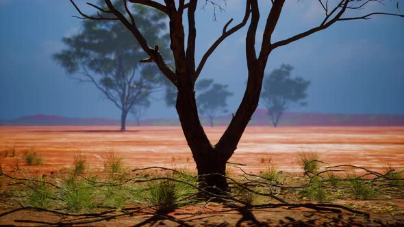 Acacia Tree in African Savannah