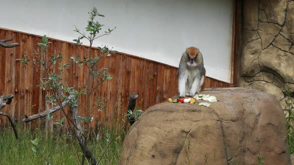 The Monkey Eats On A Stone.