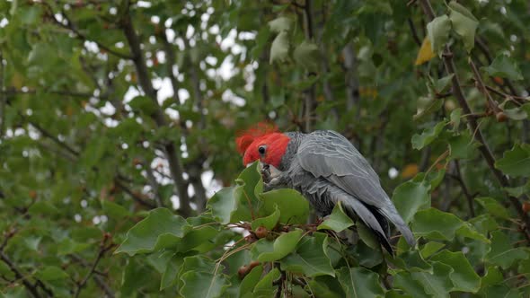 Gang Gang Cockatoo foraging food from a suburban street tree. The red head, grey bodied male eats us