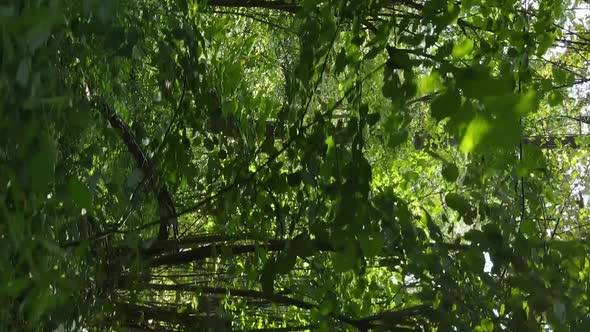 Vertical Video of a Summer Beautiful Forest in the Afternoon