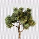Growing Beautiful Tree - VideoHive Item for Sale