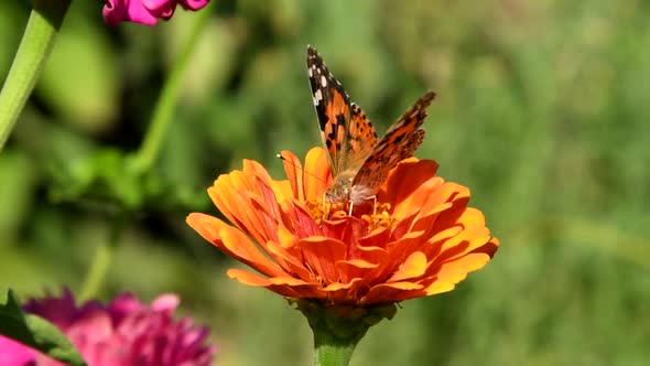 Vanessa cardui or painted lady butterfly on zinnia flower close-up