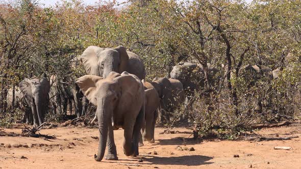 African Elephant Herd Kruger National park