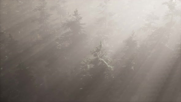 Aerial Sunrays in Forest with Fog