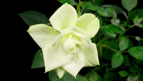 Time Lapse of Growth and Opening White Rose Flower