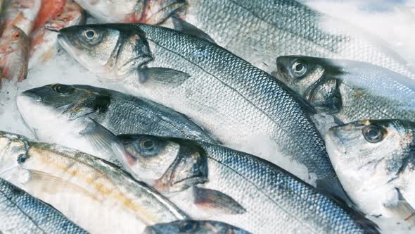 Fresh Fish Catch on Ice. Panoramic Shot. Close Up