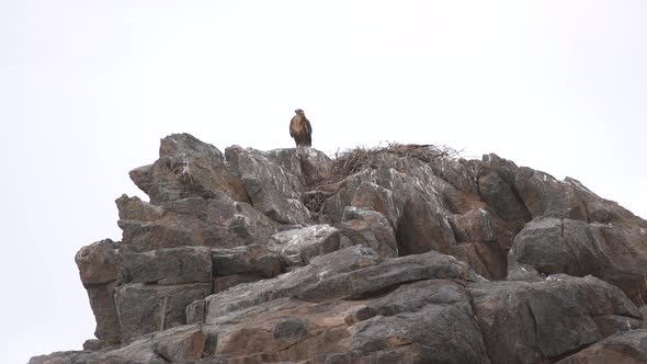 A Hawk Watches From its Nest in Rock