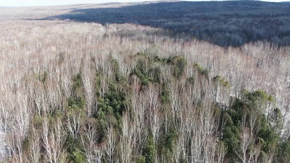 Winter Forest Top View, Drone Shooting, Trees Top View, Russian Forest