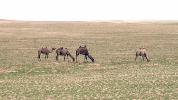 Wild Camels Free-Roaming Freely in Barren Steppes of Central Asia