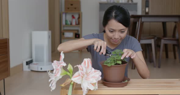 Woman Cut the Pot of Plant at Home