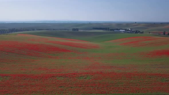 Aerial View of Poppy Hills in Moravia Czech Republic