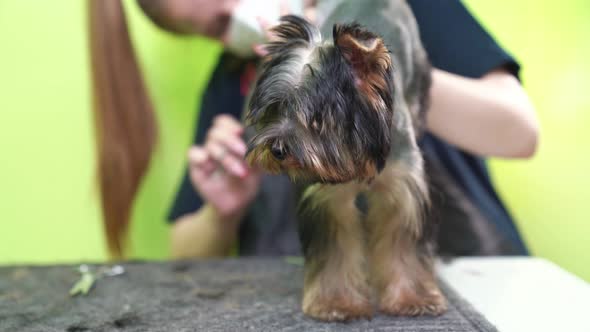 Groomer Makes Shearing of Yorkshire Terrier By Scissors