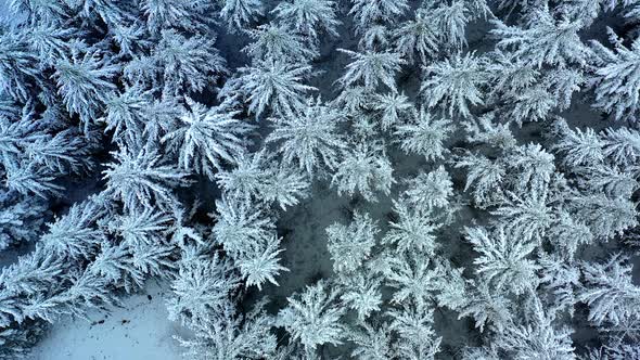 Aerial view of snow covered fir trees, Taunus, Germany