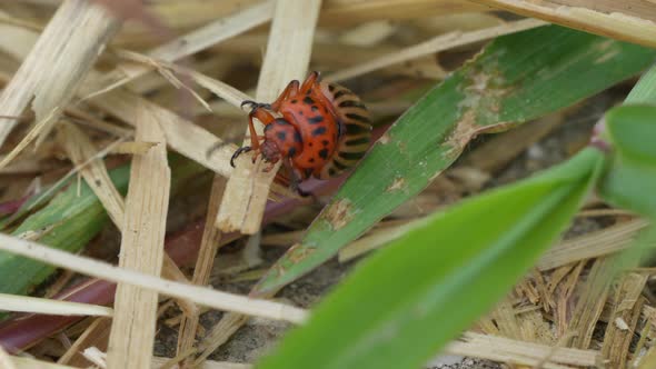 Striped Bug crawling in straw on farm during summer day,close up low angle - Colorado Potato Beetle