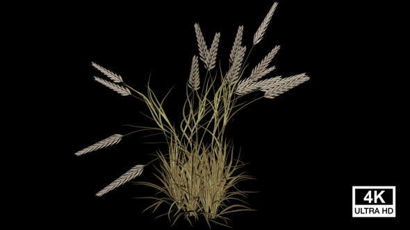 Poaceae Grass Growing