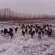 Horses in the Winter Landscape - VideoHive Item for Sale
