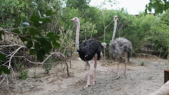 Two Ostriches Walk Through the Enclosure at the Petting Zoo Zanzibar Africa