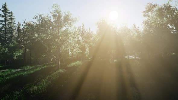 Healthy Green Trees in a Forest