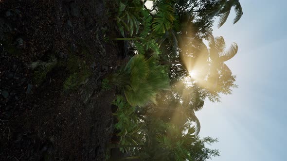 Tropical Green Forest View with Sun Flare in Morning