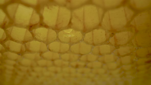 Frame of Honeycombs with Dripping Thick Honey From Cells