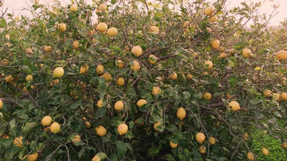 Rows of Lemon Trees