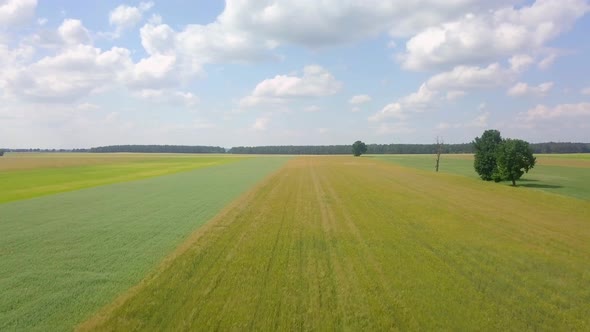 Beautiful Young Cereal Fields in  Aerial Footage