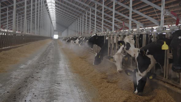 Modern farm cowshed with milking cows eating hay.