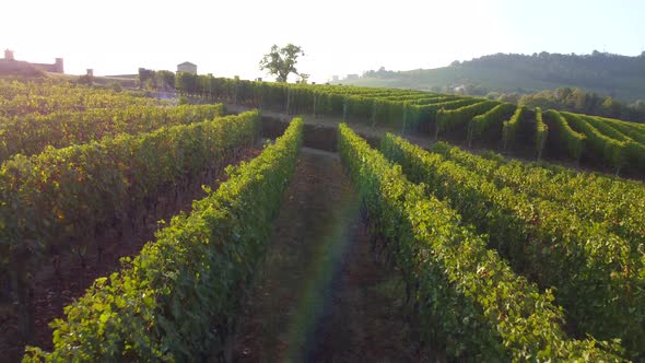 Vineyard agriculture cultivation field aerial view at sunset