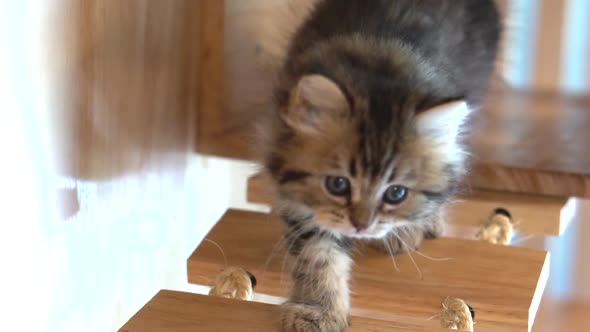 Cute Persian Playing On Cat Tower