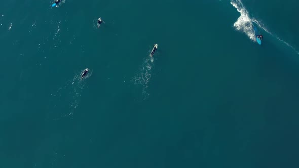 Drone Follow Professional Female Surfer in Wetsuit