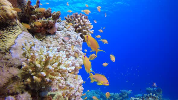 Coral Garden Vibrant Fish