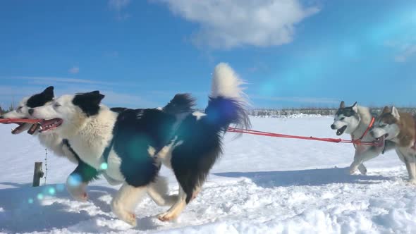 Dogs Harnessed By Dogs Breed Husky Pull Sled with People, Slow Motion, Video Loop