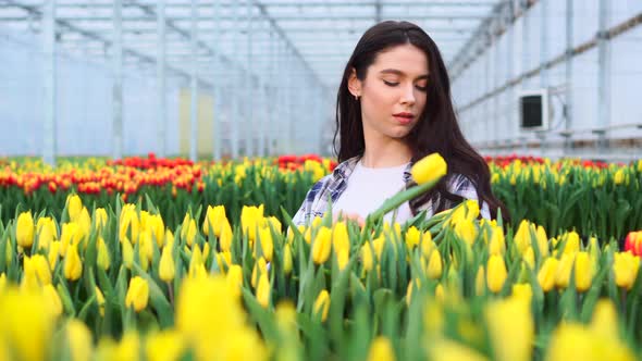 Woman Picks Tulips in a Greenhouse