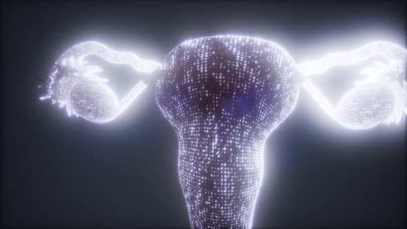 Female Reproductive System Anatomy alt