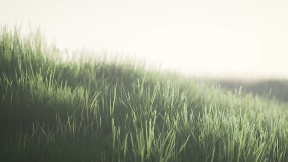 Green Field with Tall Grass in the Early Morning with Fog