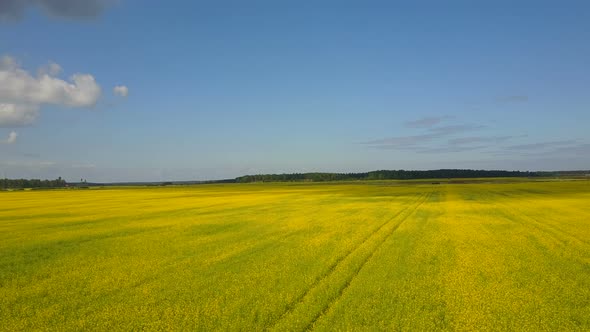 Rapeseed Fields Aerial