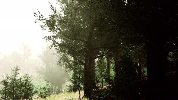 Hyperlapse in a Summer Forest in Fog