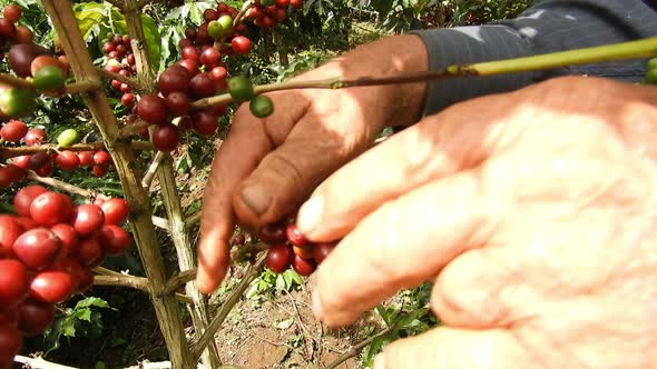 Harvesting coffee on the farm