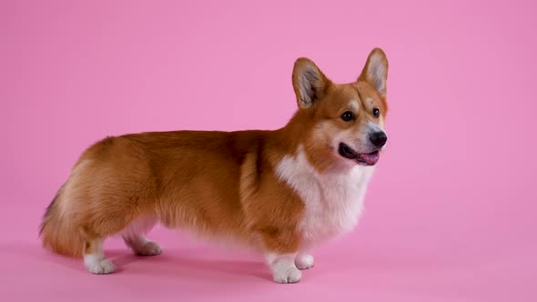 Pembroke Welsh Corgi Stands in Full Growth in the Studio on a Pink Background
