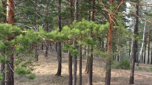 Early spring in a pine forest aerial view_16